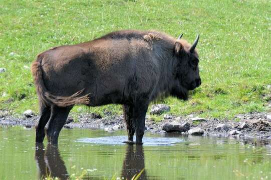 Image of Bison C. H. Smith 1827