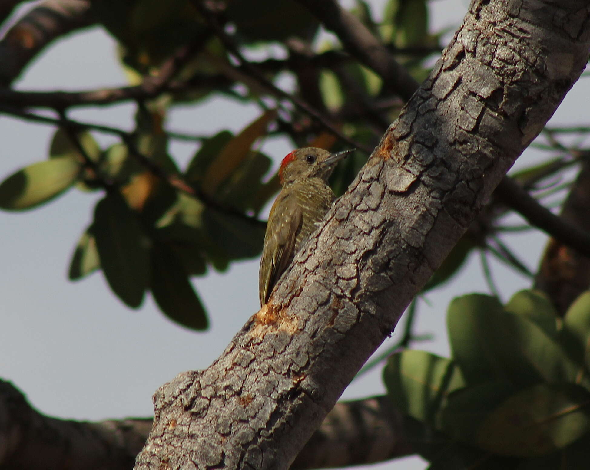 Image of Little Woodpecker