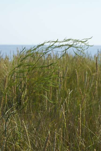 Image of asparagus