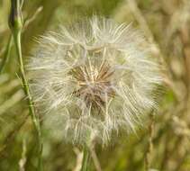 Image of goatsbeard