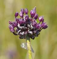 Allium vineale L. resmi