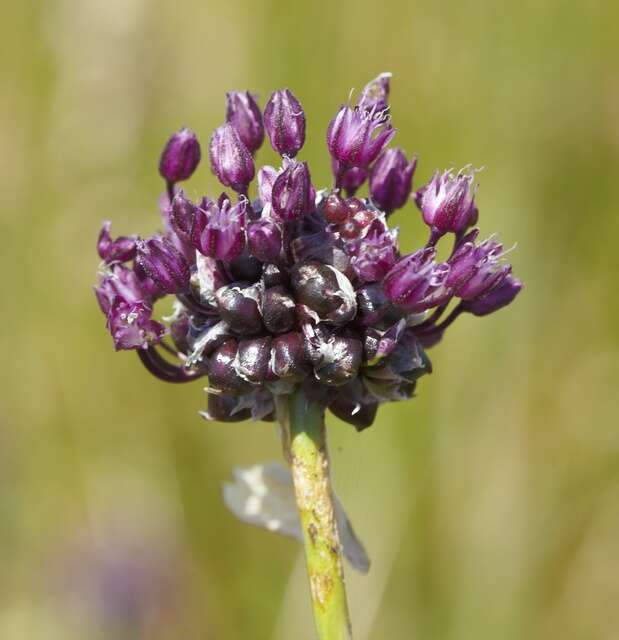 Allium vineale L. resmi