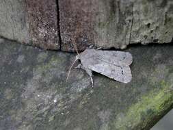 Orthosia populeti Fabricius 1781 resmi