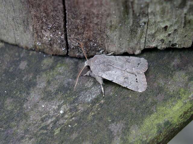 Orthosia populeti Fabricius 1781 resmi