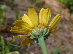 Image of corndaisy