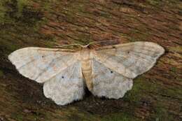 Image of Idaea