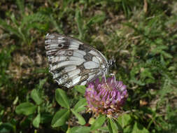 Image of marbled white