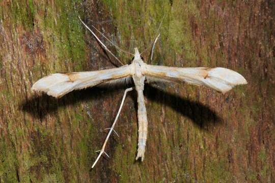 Image of <i>Gillmeria tetradactyla</i>