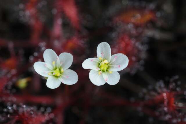 Imagem de Drosera