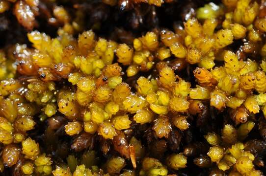 Image of Low sphagnum moss