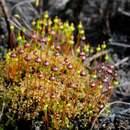 Image of splachnum dung moss