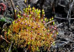 Image of splachnum dung moss