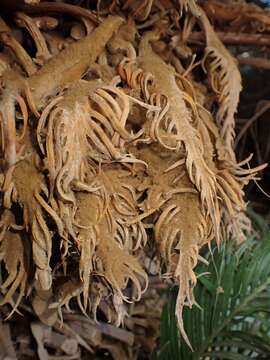 Imagem de Cycas thouarsii R. Br. ex Gaudich.