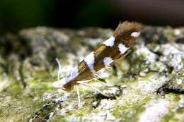 Image of shiny head-standing moths