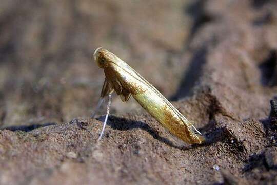 Image of Caloptilia robustella Jäckh 1972