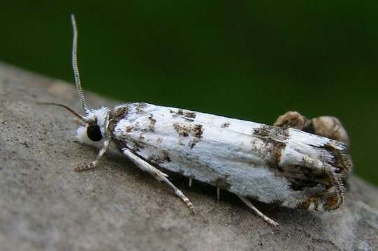 Image of <i>Eucosma campoliliana</i>