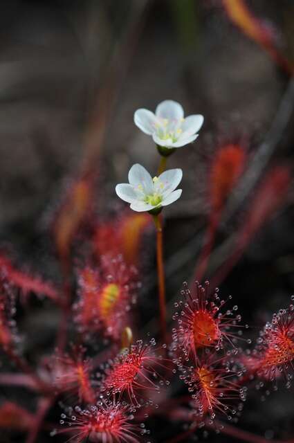 Image of Sundews