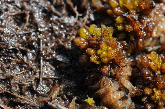 Image of Low sphagnum moss