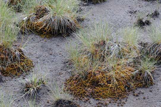 Image of Low sphagnum moss