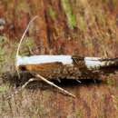 Imagem de Argyresthia pruniella Clerck 1759