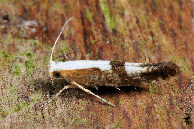 Image of shiny head-standing moths