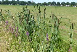 Image of broadleaf cattail