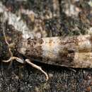 Piniphila bifasciana Haworth 1811的圖片