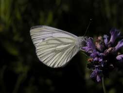 Image of Garden Whites