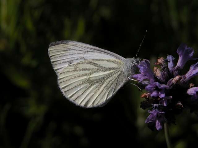 Image of Garden Whites