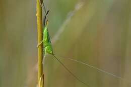 Image of Lesser Meadow Katydids