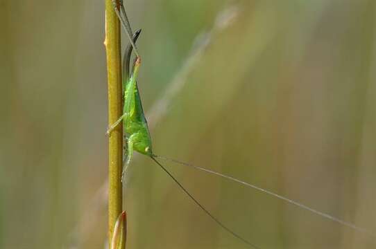 Image of Lesser Meadow Katydids