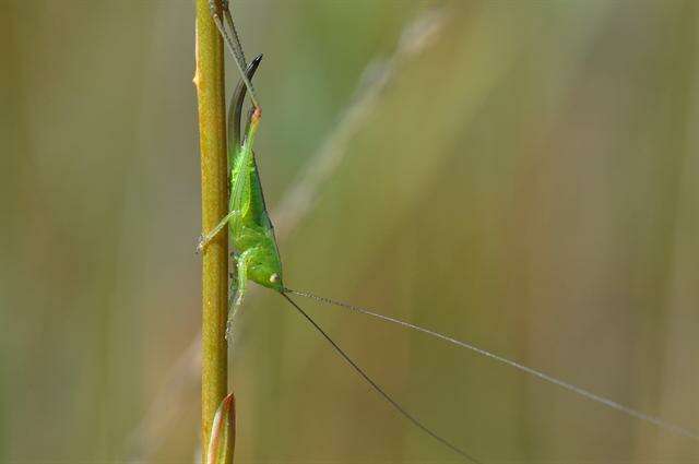 Conocephalus resmi