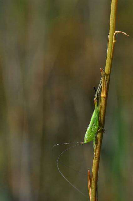 Слика од Conocephalus