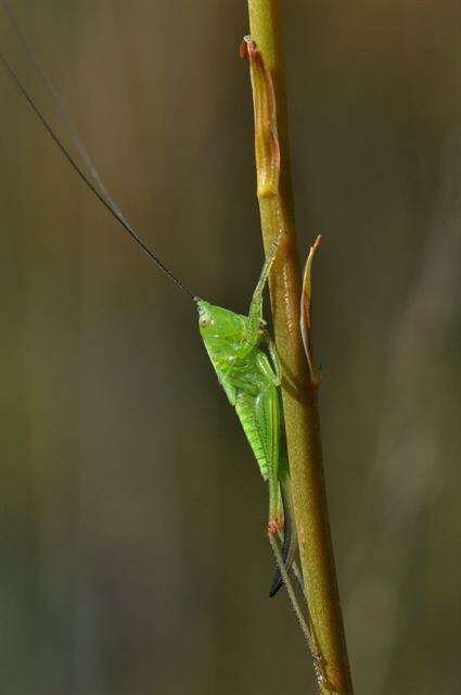 Conocephalus resmi