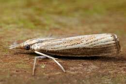 Image de Agriphila