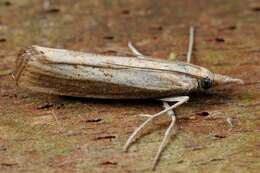 Image de Agriphila