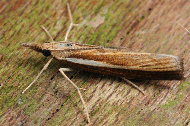 Image of <i>Agriphila tristella</i>