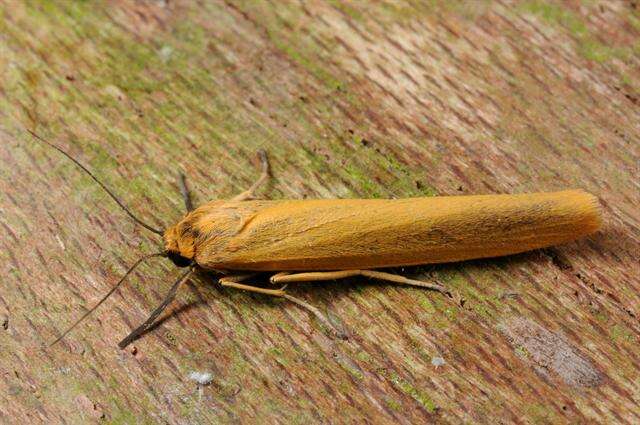 Eilema lutarella Linnaeus 1758 resmi