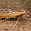 Слика од Caloptilia rufipennella (Hübner 1796)