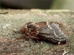 Image of Poecilocampa