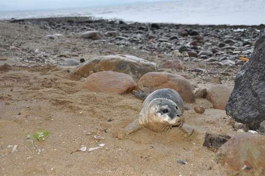 Image of Mediterranean Monk Seal