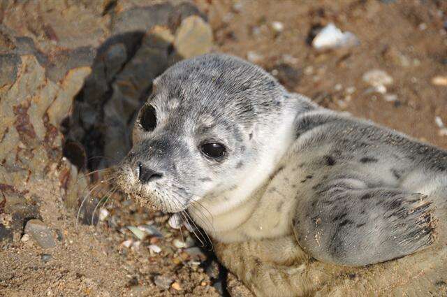 Image of Mediterranean Monk Seal