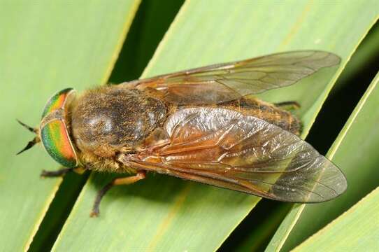 Image of horse and deer flies