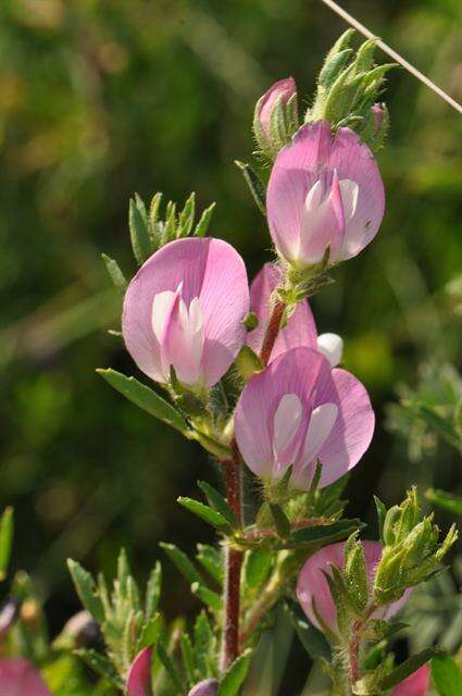 صورة Ononis spinosa subsp. spinosa