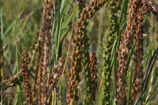 Image of arrow-grass family