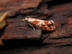 Image of Pine Tip Moths