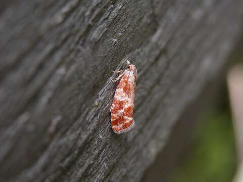 Image of Pine Tip Moths