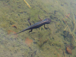 Image of Alpine Newt