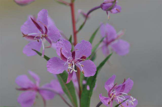 Imagem de Epilobium angustifolium L.