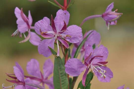 Image of Epilobium angustifolium L.